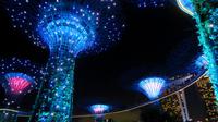 Super Tree Grove, Singapur
