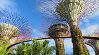 Super Tree Grove, Singapur