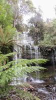 Russel Falls, Tasmanien