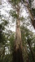 riesiger Eucalyptus-Baum