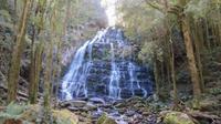 Nelson Falls, Tasmanien