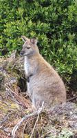 Wallaby