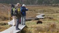 Begegnung mit Wombats, Tasmanien