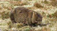 Daaa ist das Wombat :-)