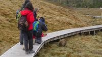 Begegnung mit Wombats, Tasmanien