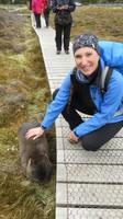 Begegnung mit Wombats, Tasmanien