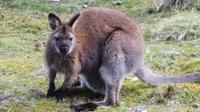 Wallaby