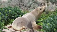 Seal Bay, Kangaroo Island