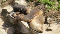Australische Seelöwen auf Kangaroo Island