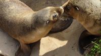 Australische Seelöwen auf Kangaroo Island
