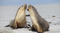 Australische Seelöwen auf Kangaroo Island