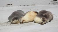 Australische Seelöwen auf Kangaroo Island