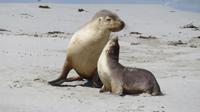 Australische Seelöwen auf Kangaroo Island