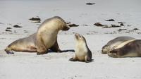 Australische Seelöwen auf Kangaroo Island