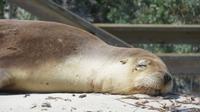 Australische Seelöwen auf Kangaroo Island