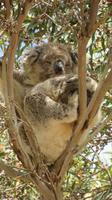 Koala auf Kangaroo Island