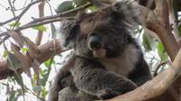 Koala auf Kangaroo Island
