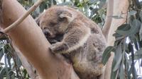 Koala auf Kangaroo Island
