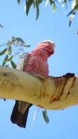 Galah / Rosakakadu