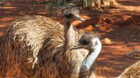 Emu, Wappentier Australiens