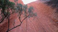 Ayers Rock / Uluru