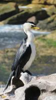 Kormoran