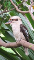 Kookaburra 