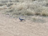 Täubchen mit Häubchen