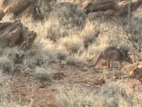 Botanischer Garten Alice Springs