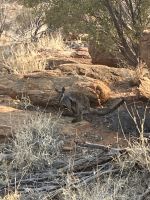 Botanischer Garten Alice Springs