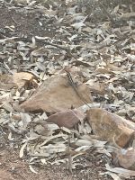 Botanischer Garten Alice Springs