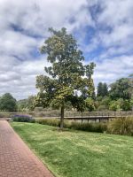 Botanischer Garten Adelaide 