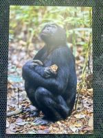 Botanischer Garten Adelaide 