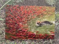 Botanischer Garten Adelaide 