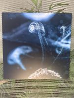 Botanischer Garten Adelaide 