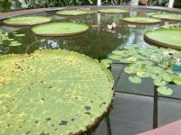 Botanischer Garten Adelaide 