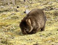 Wombat