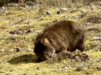 Wombat