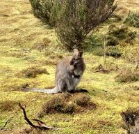 Känguru Cradle Mountain Nationalpark