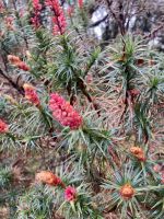 Cradle Mountain Nationalpark