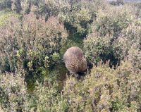 Echidna Cradle Mountain