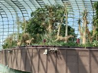 Flower Dome und Cloud Forest 