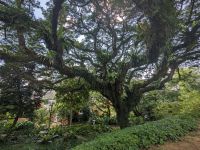 12. Fort Canning Park Singapur