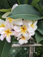 20. Botanischer Garten Singapur