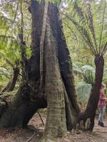 64. Mait`s Rainforest, Great Ocean Road, Australien