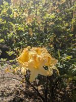 86. Cascade Gardens, Hobart, Tasmanien