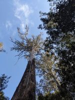 93. Mt. Field Nationalpark, Tasmanien
