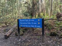 97. Mt. Field Nationalpark, Tasmanien