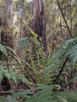 98. Mt. Field Nationalpark, Tasmanien