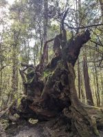 99. Mt. Field Nationalpark, Tasmanien